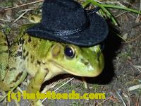 /home//u458753944/public_html/sourcegallery//Frogs/More bullfrogs/P8170152.JPG